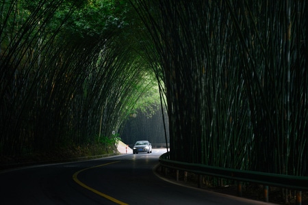 摄影-竹海生态隧道-竹海生态隧道-隧道-竹子 图片素材