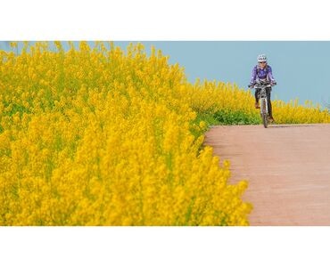 摄影-骑行-骑行-骑车人-油菜花 图片素材