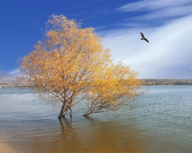 我和我的祖国手机摄影大赛-艺术风光-七十年风光-湖-树 图片素材