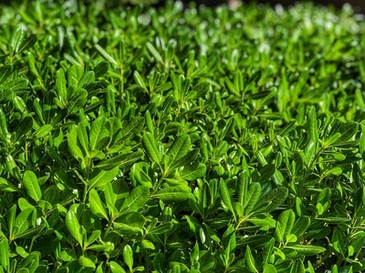植物-好天气-植物-绿叶-枝叶 图片素材
