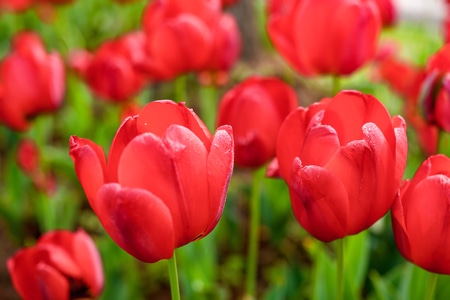 郁金香-花-郁金香花-春天-背景 图片素材