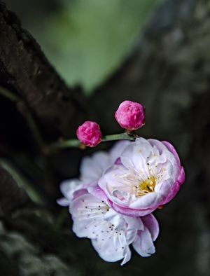 梅花-寒梅-梅花-寒梅-花 图片素材