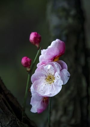 梅花-寒梅-梅花-寒梅-花 图片素材
