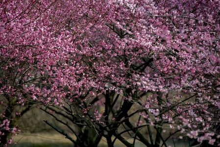 梅花-红梅-遗爱湖-梅花-花朵 图片素材