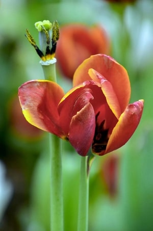 春天-自然-郁金香-花-花朵 图片素材