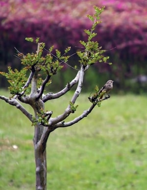 春天-春-大自然-树-树叶 图片素材