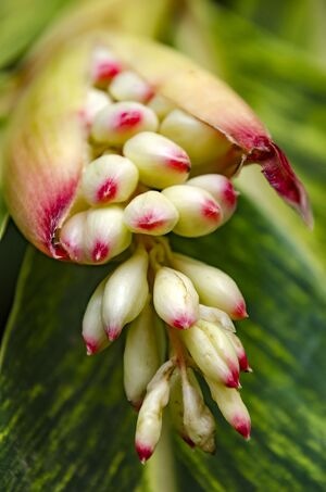 花苞！-花-花苞-花-花卉 图片素材