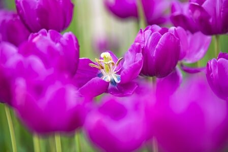 郁金香-花-背景-春天-郁金香花 图片素材