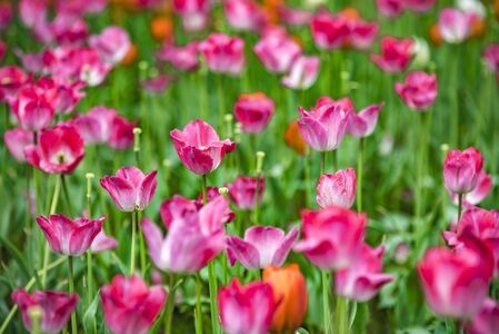 郁金香-花-背景-春天-郁金香花 图片素材