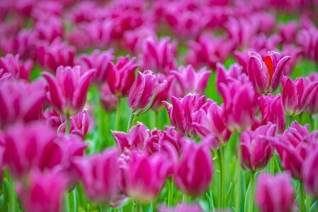 郁金香-花-背景-春天-郁金香花 图片素材