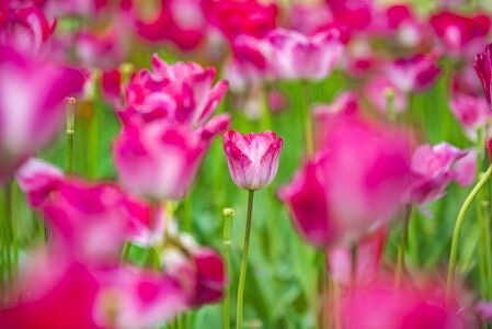 郁金香-花-背景-春天-郁金香花 图片素材