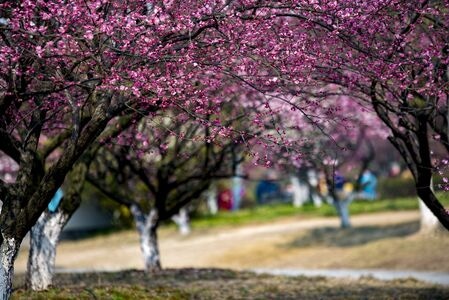 梅花-红梅-遗爱湖-梅花-花朵 图片素材