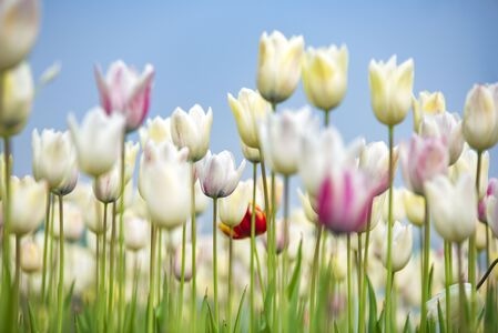 郁金香-花-背景-春天-郁金香花 图片素材