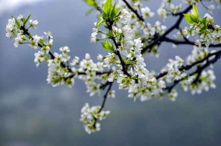大自然-花-梨花-花-梨花 图片素材