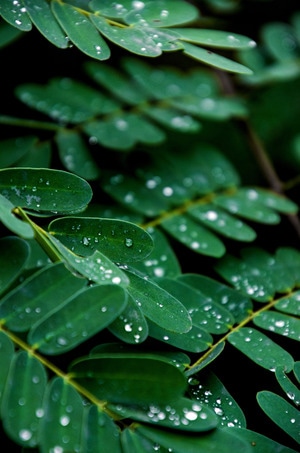 雨后-绿叶-绿叶-叶子-水滴 图片素材