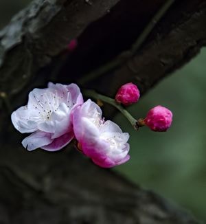 梅花-寒梅-梅花-寒梅-花 图片素材