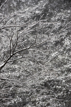 雾凇-冰天雪地-植物-树-树枝 图片素材