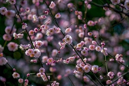 梅-白梅-梅-梅花-花朵 图片素材