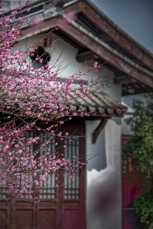 梅园-梅花-花枝-花朵-花卉 图片素材