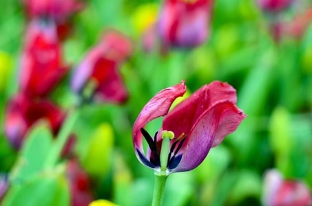 春天-郁金香-花-花朵-花卉 图片素材
