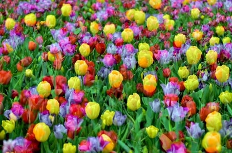 花-春天-郁金香-花-花朵 图片素材