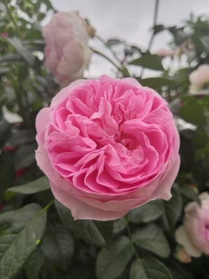 上饶市-花语世界-花-花朵-花卉 图片素材