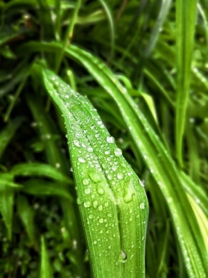 上饶市-嫩绿-植物-叶子-绿叶 图片素材
