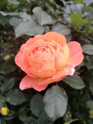上饶市-花语世界-花-花朵-花卉 图片素材