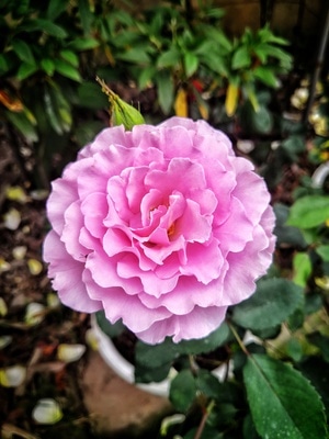 上饶市-花语世界-花-花朵-花卉 图片素材