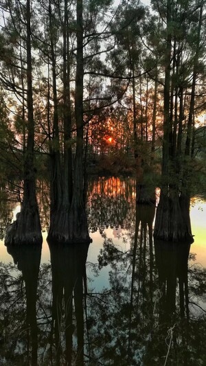 晨-光-风景-自然-树木 图片素材