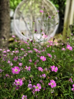 家-一角-花-花卉-植物 图片素材