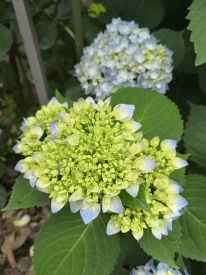 上饶市-花语世界-花-花卉-植物 图片素材