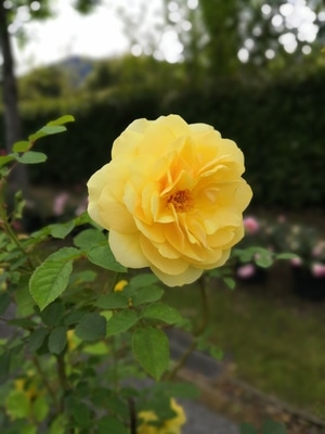 鹰潭市-花语世界-花朵-植物-花 图片素材