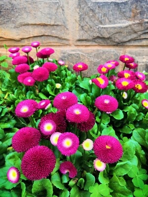 春天里-家-花-红花-植物 图片素材