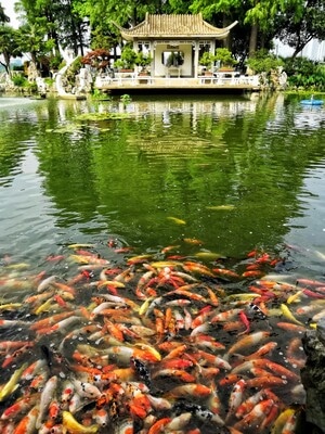 公园-锦鲤-风景-动物-鱼类 图片素材