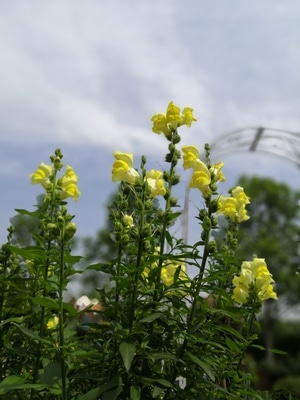 鹰潭市-花语世界-花朵-植物-花 图片素材