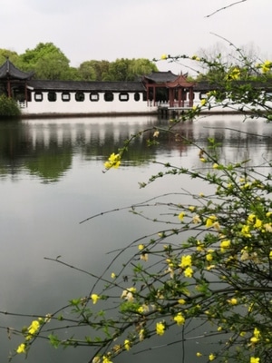 迎春-花-建筑-房屋-花 图片素材