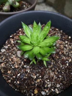 多肉-水灵灵-多肉-植物-花盆 图片素材
