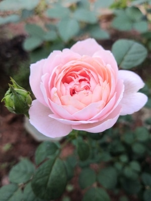 上饶市-520-一个给所爱的人献花的日子-花-花朵 图片素材