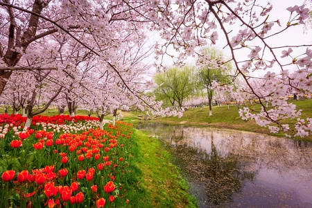 树-樱花-春天-郁金香-公园 图片素材