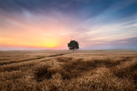日出-麦田-农业-农作物-树 图片素材