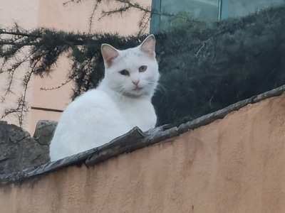手机-抓拍-华为-猫-流浪猫 图片素材