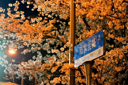 夜景-樱花-花-自然-尼康 图片素材