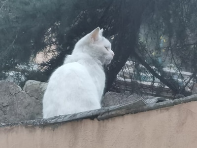 手机-抓拍-华为-猫-流浪猫 图片素材