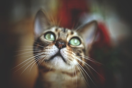 毛茸茸-猫-猫咪-高冷-肖像 图片素材