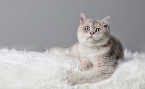 肖像-猫-猫-动物-猫 图片素材