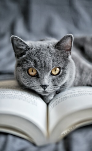 猫-猫咪-高冷-英短-书 图片素材