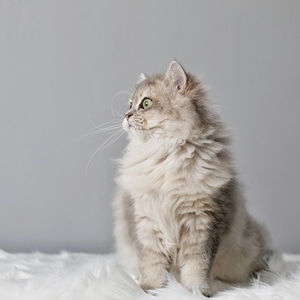 猫-毛茸茸-肖像-猫-猫 图片素材