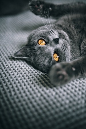 宠物摄影-仰望-猫-大特写-高冷 图片素材