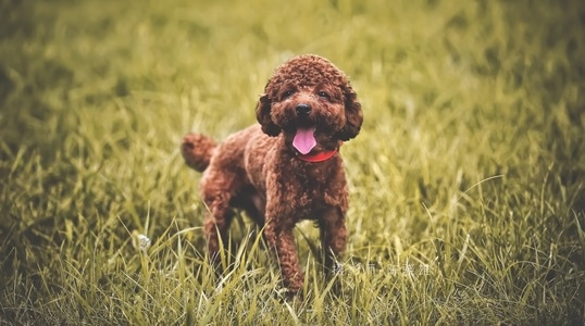 傻憨-狗狗-可爱-泰迪犬-迷你贵妇犬 图片素材